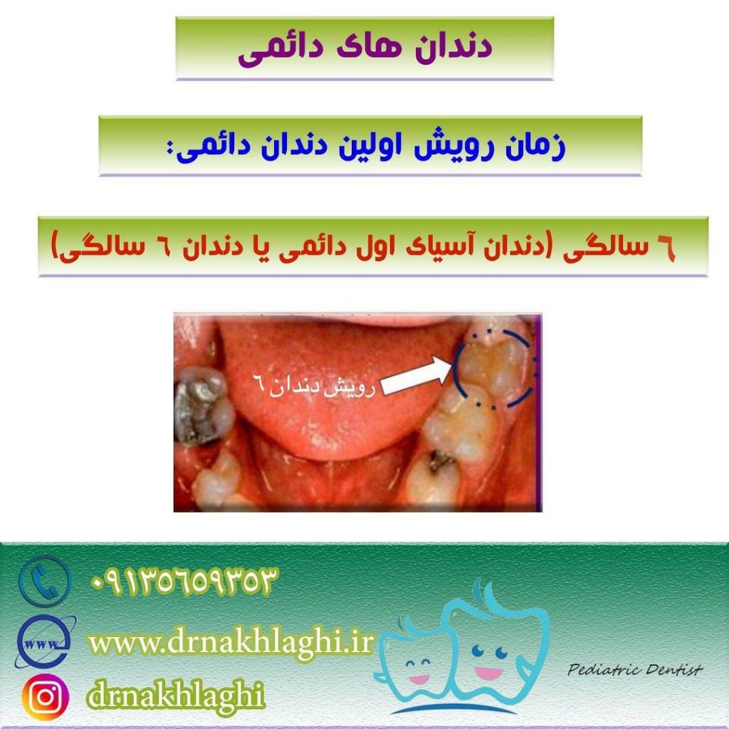 آشنایی با صفر تا صد دندان های دائمی در 2 دقیقه